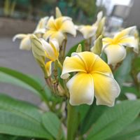 プルメリア,インドソケイ,花散歩,花のある暮らし,植物のある暮らしの画像