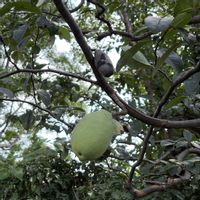 カリン,お出かけ先の画像