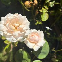 ミニバラ,ガーデニング,可愛い,今日のお花,小さな庭の画像