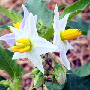 ワルナスビ,悪茄子 （わるなすび）,ワルナスビ (悪茄子),野草,白い花の画像