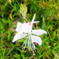 ガウラ,ガウラ,ガウラ(白蝶草),ガウラ(白蝶草),花のある暮らしの画像