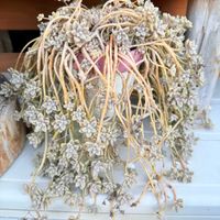 姫秋麗,多肉植物,ガーデニングの画像