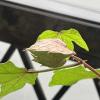 雫倶楽部,GS今日のお花,窓辺の画像