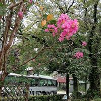 サルスベリ,お出かけ先の画像