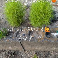 コキア,友達の写真,朝の収穫,ヤエ菜園,作東の朝日の画像