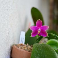 胡蝶蘭,ビオラセア　インディゴレッドMIKI,洋ラン,ベランダの画像