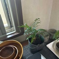 テーブルヤシの画像