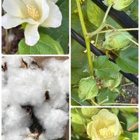 パイナップルリリー,ワタ,ミズヒキ,我が家の庭,今日のお花の画像