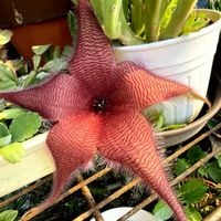 スタペリア,スタペリア,多肉植物,復興祈願,平和を願う☆の画像