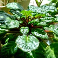 セントポーリア,観葉植物,リビング・ダイニングの画像