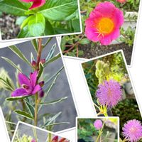 オジギソウ,ニチニチソウ,ポーチュラカ,サザンクロス,ピンク色の花の画像