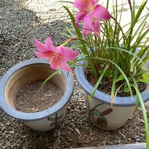 ゼフィランサス,鉢植え,植え替え,GS日和,小さな庭の画像