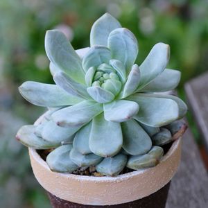 多肉植物,ベランダガーデニング,多肉植物のある暮らし,癒し…♡,自作リメ鉢の画像