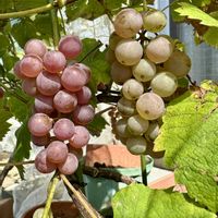 ブドウ,デラウェア,鉢植え,初収穫,小さな庭の画像