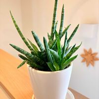 サンセベリア,観葉植物の画像