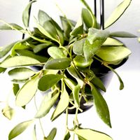 ホヤ・ザンバレス,ホヤ・ザンバレス,観葉植物,ホヤ,ホヤ属の画像
