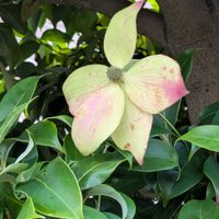 ヤマボウシの画像