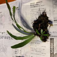 シマオオタニワタリ,シマオオタニワタリの画像