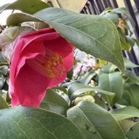 椿 つばき,赤い花,剪定の画像