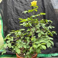 黄色の花,剪定,ばら バラ 薔薇の画像