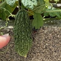 ゴーヤ,蔓茘枝,夏野菜,家庭菜園の画像