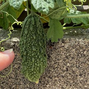 ゴーヤ,蔓茘枝,夏野菜,家庭菜園の画像