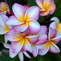 プルメリア,鉢植え,ガーデニング,猛暑日,パワーチャージの画像