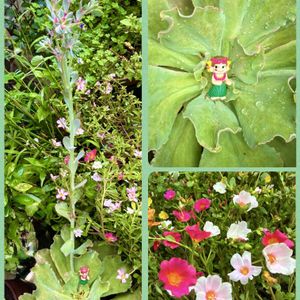 高砂の翁,多肉植物,多肉寄せ植え,中庭,埼玉タニラーの画像