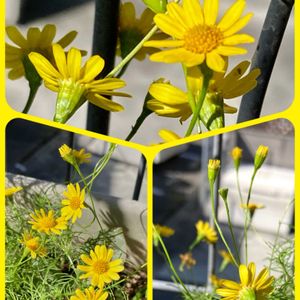 オクラ,ヒマワリ,ピーマン,プチトマト,ピーマンの花の画像