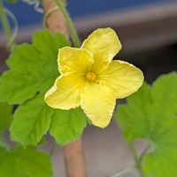 ゴーヤ,公園散歩,今日のお散歩,歩くの大好き♡の画像