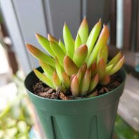 ツメレンゲ,多肉植物,世界平和,被災地にエールを…。,こんな時こそ花をの画像