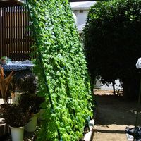 ゴーヤの画像