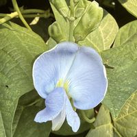 シカクマメ,シカクマメ,四角豆,うりずん豆（四角豆）,シカクマメの花の画像