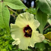 エキナセア,ワタ,綿の花,ワタの実,ワタの花(綿花)の画像