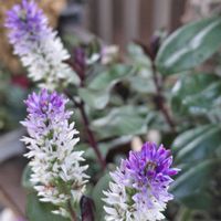 ベロニカ,ヤブラン,マイガーデン,スマホ撮影,お花のある暮らしの画像