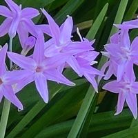 ツルバキアの画像