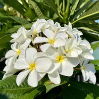 プルメリア,花芽,花のある暮らし,熱帯植物,元気に育ててますよの画像