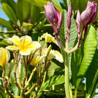プルメリア,花芽,花のある暮らし,熱帯植物,元気に育ててますよの画像