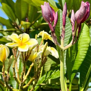 プルメリア,花芽,花のある暮らし,熱帯植物,元気に育ててますよの画像