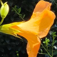 ノウゼンカズラ,ノウゼンカズラの画像