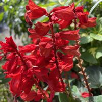 アンゲロニア,サルビア,ポーチュラカ,アメリカデイゴ（海紅豆）,花が好きの画像