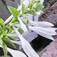 ギボウシ,フウセンカズラの実,ギボウシ(ホスタ),花のある暮らし♡,おうち園芸の画像