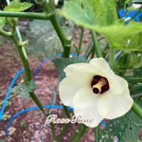 オクラ,オクラの花,癒し,自家製野菜,夏野菜の画像