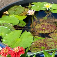 スイレン,グリーンのある暮らし,お花のある暮らし,お出かけ先の画像