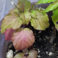 ジュズサンゴ,なんでしょう？,なんでしょう？,鉢植え,花のある暮らしの画像