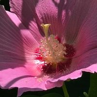 フヨウ,フヨウの画像