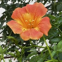 ノウゼンカズラ,ノウゼンカズラ,買い物途中,花に癒されて,花友さんにエールの画像
