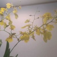 オンシジュームの画像