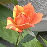 チェリーセージ,バーベナ,金魚草,サンク・エール ブルーグラデーションの画像