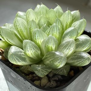 ハオルチア,ボルシー錦,ボルシー錦,ボルシー錦,コンカラーの画像